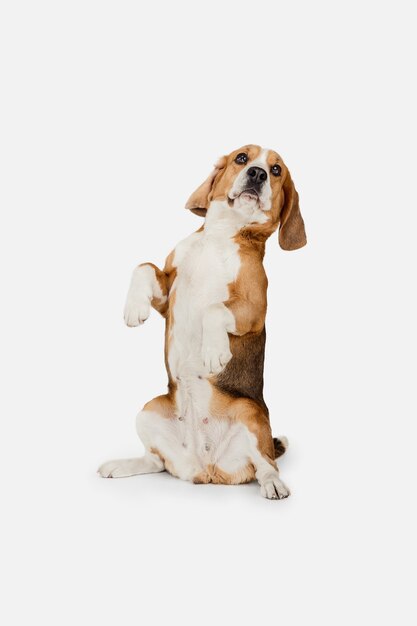 Beagle perro pequeño gracioso posando aislado sobre pared blanca