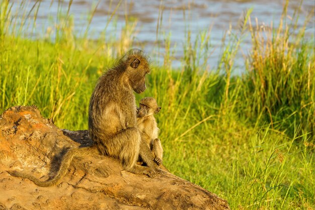 Bebé babuino y madre en el río Olifants