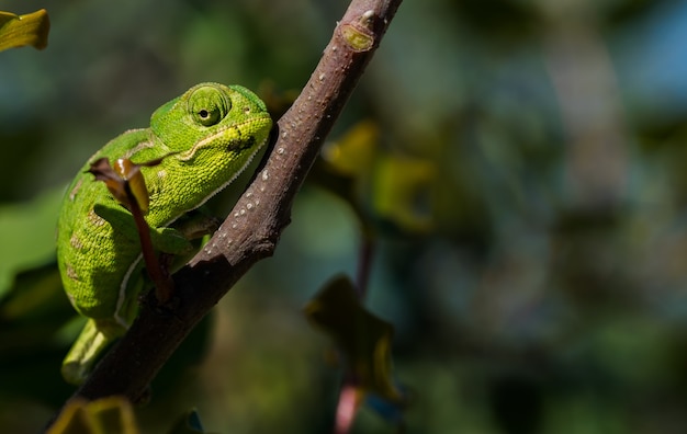 Un bebé camaleón mediterráneo (Chamaeleo chamaeleon) moviéndose lentamente sobre un algarrobo en Malta