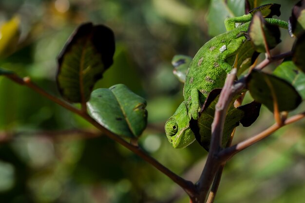 Un bebé camaleón mediterráneo (Chamaeleo chamaeleon) moviéndose lentamente sobre un algarrobo en Malta