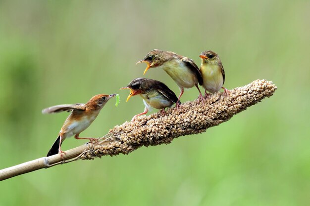 Bebé Cisticola juncidis pájaro esperando la comida de su madre Cisticola juncidis pájaro en rama