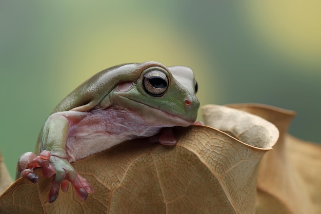 Bebé dragón de agua chino physignathus cocincinus en rama Bebé dragón de agua chino primer plano