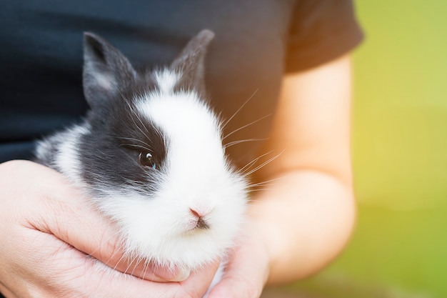 Foto gratuita bebé encantador 2 semanas de conejo tailandés en mano de dama