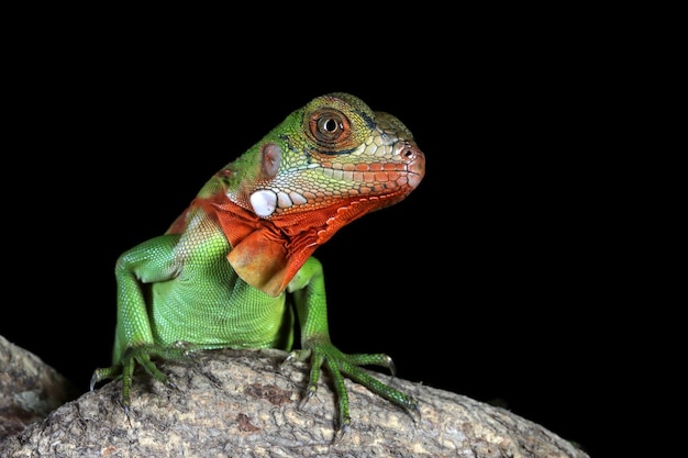 Bebé iguana roja closeup cabeza sobre madera