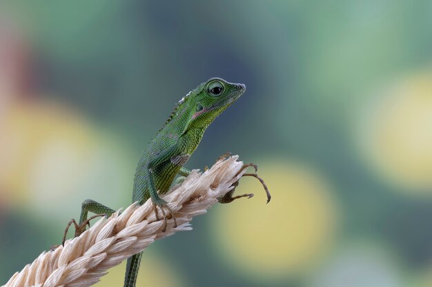 Bebé lagarto Jubata verde trepando sobre tallos de trigo secos