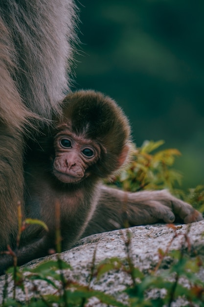 Bebé macaco japonés marrón sobre una piedra rodeada de vegetación