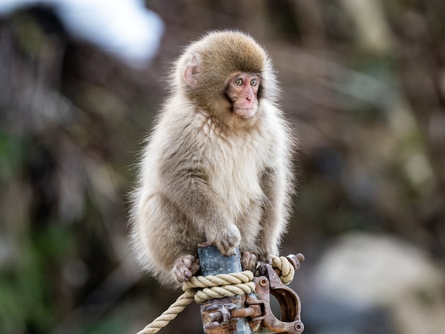Bebé macaco japonés sentado en una tubería oxidada