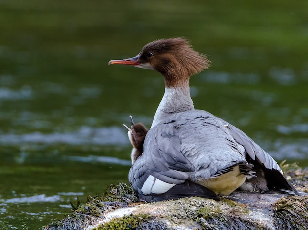 Foto gratuita bebé y una madre pato cerca de un lago.
