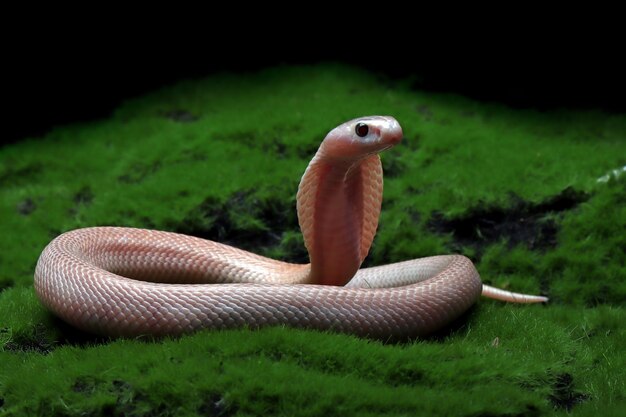 Bebé Naja sputtrix serpiente sobre musgo en una posición lista para atacar Bebé Naja sputtrix serpiente closeup Naja serpiente