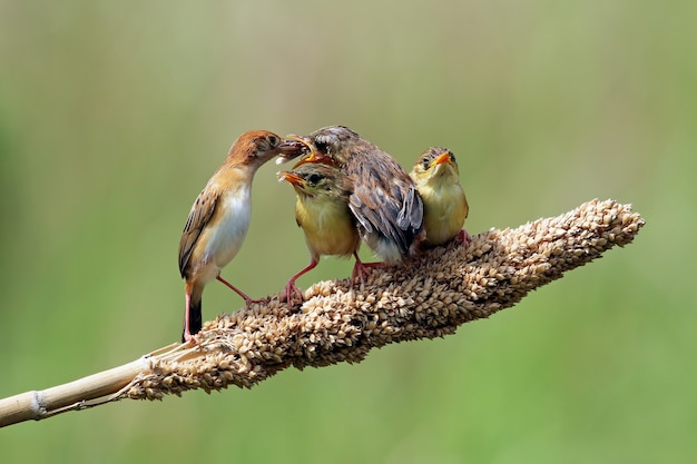 Bebé pájaro cisticola zitting esperando comida de su madre