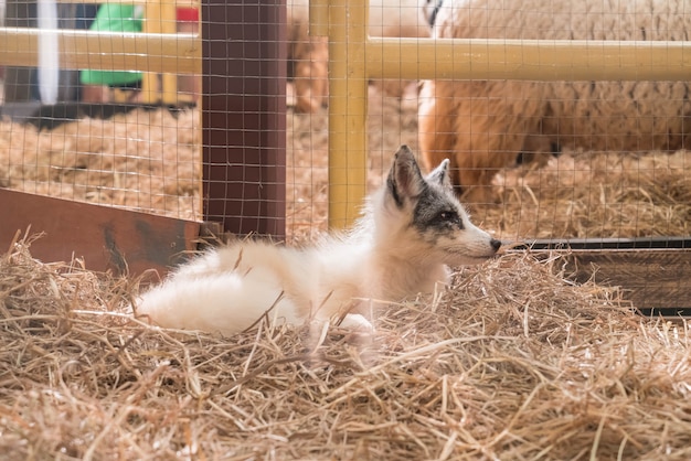 bebé en el zorro de la granja