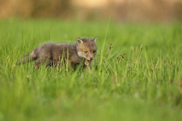 Bebé de zorro rojo se arrastra en la hierba