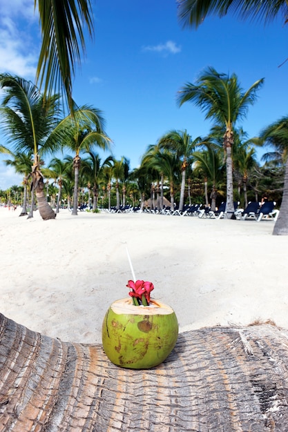 Foto gratuita bebida de coco en una palmera en la playa.