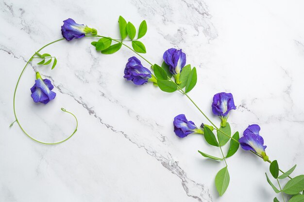 Bebida saludable, té de flor de guisante azul orgánico con limón y lima.