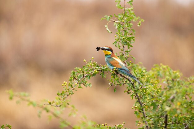 Beeeater europeo en el magnífico hábitat de los campos vitivinícolas del sur de Moravia Abejarucos pájaros que anidan y alimentan la vida silvestre de la República Checa