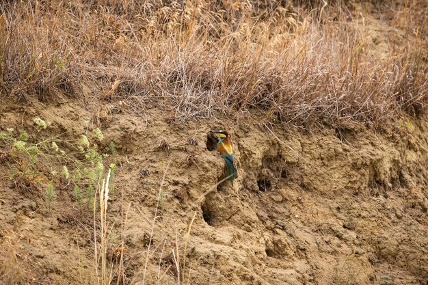 Beeeater europeo en el magnífico hábitat de los campos vitivinícolas del sur de Moravia Abejarucos pájaros que anidan y alimentan la vida silvestre de la República Checa