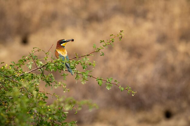 Beeeater europeo en el magnífico hábitat de los campos vitivinícolas del sur de Moravia Abejarucos pájaros que anidan y alimentan la vida silvestre de la República Checa