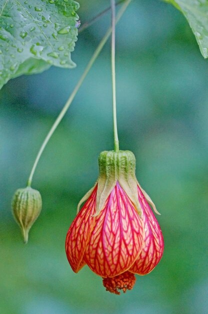 Bella flor con fondo borroso