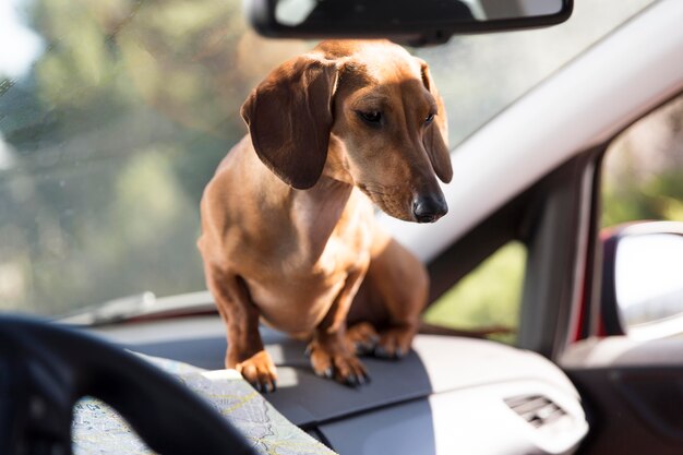 Bella mujer sentada en el coche