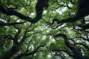 Foto gratuita bella perspectiva del dosel de los árboles con el paisaje natural