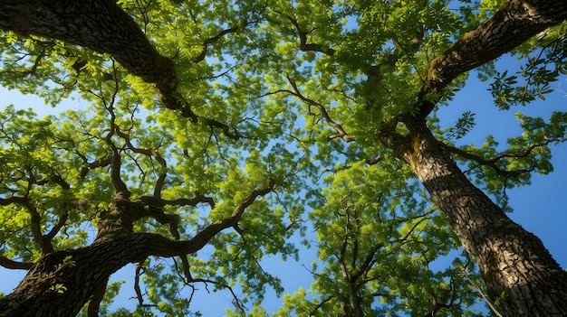 Foto gratuita bella perspectiva del dosel de los árboles con el paisaje natural