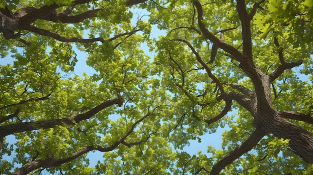 Foto gratuita bella perspectiva del dosel de los árboles con el paisaje natural