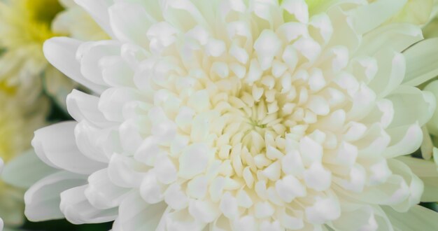 Bellas flores para San Valentín y escena de la boda