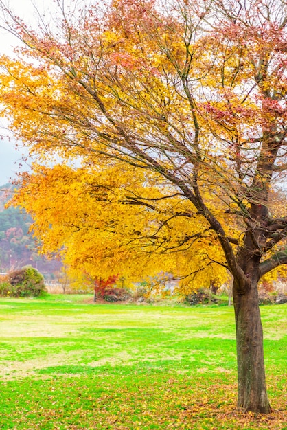 Foto gratuita belleza árbol otoño naturaleza marrón