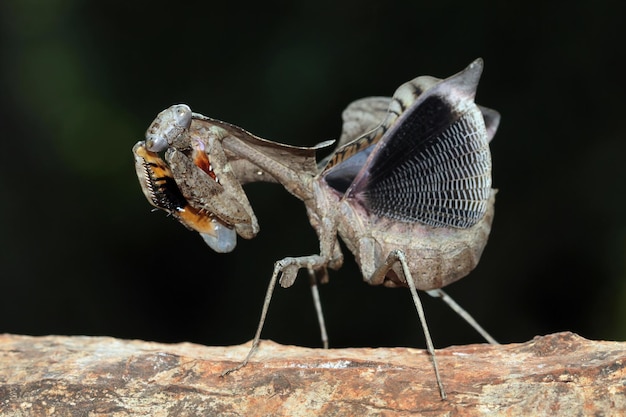 La belleza de la forma de autodefensa Dead Leaf Mantis