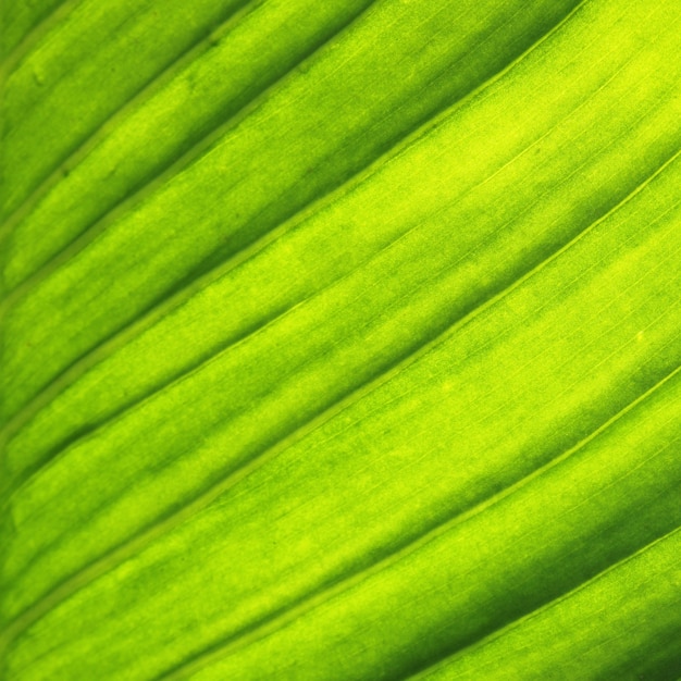 la belleza natural de la planta de primavera verano