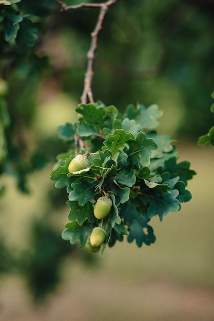 Bellotas en un roble con hojas primer plano fresco