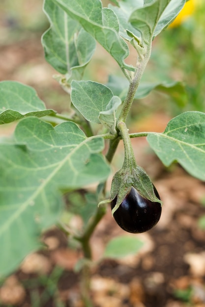 Berenjena cultivada en el jardín de primer plano