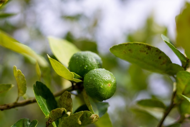 Bergamota de cal que crece en árboles después de la lluvia