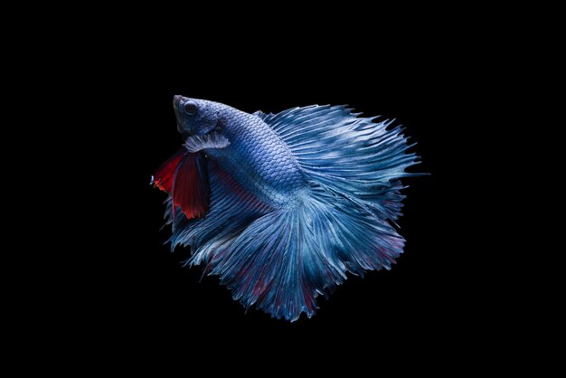 Betta Fish de media luna