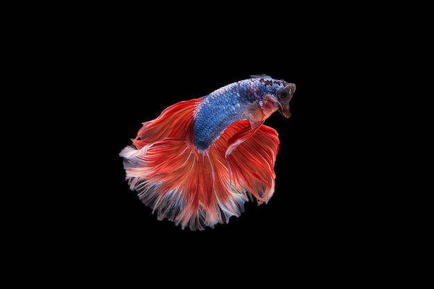 Betta Fish de media luna