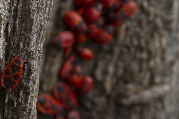 Bichos rojos caminando sobre el árbol