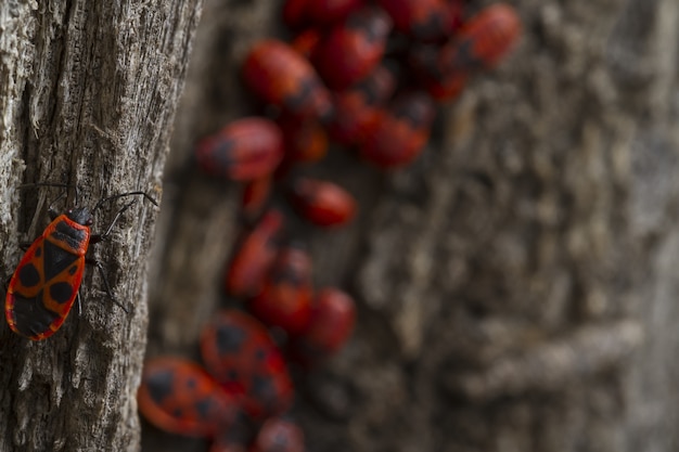 Bichos rojos caminando sobre el árbol