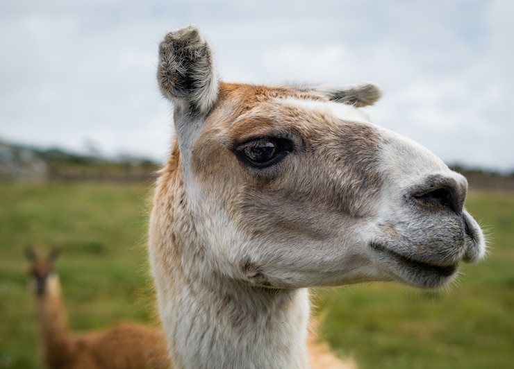 Photo Gratis bidikan close-up kepala llama