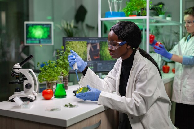 Biólogo tomando solución genética del tubo de ensayo con micropipeta en placa de Petri analizando OMG de retoño trabajando en laboratorio biológico