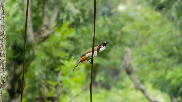 Foto gratuita bird_photography naturaleza pájaro carpintero fauna pájaros