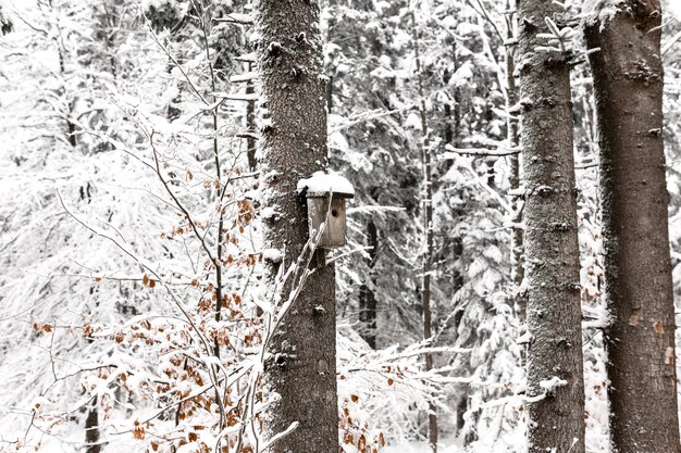 Birdhouse en árbol cubierto de nieve