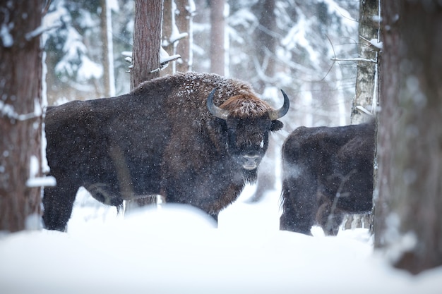 Bisonte europeo en el hermoso bosque blanco durante el invierno Bison bonasus