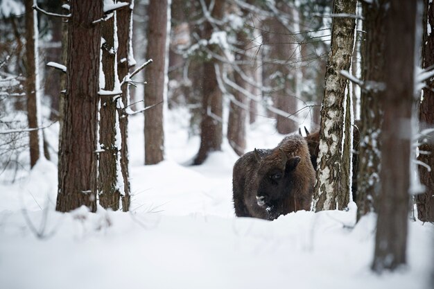 Bisonte europeo en el hermoso bosque blanco durante el invierno Bison bonasus