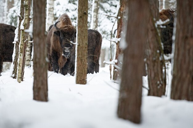 Bisonte europeo en el hermoso bosque blanco durante el invierno Bison bonasus