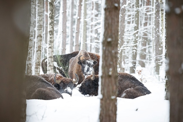 Bisonte europeo en el hermoso bosque blanco durante el invierno Bison bonasus