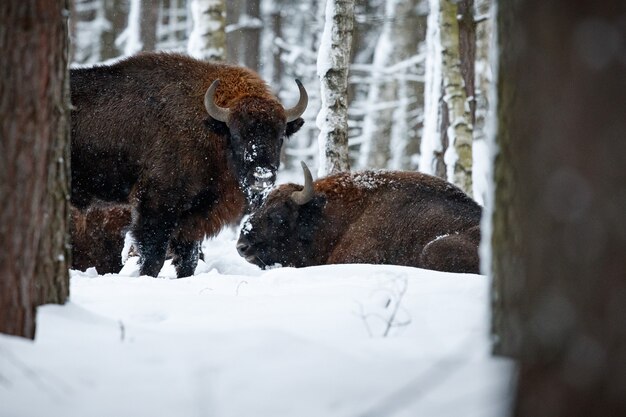 Bisonte europeo en el hermoso bosque blanco durante el invierno Bison bonasus