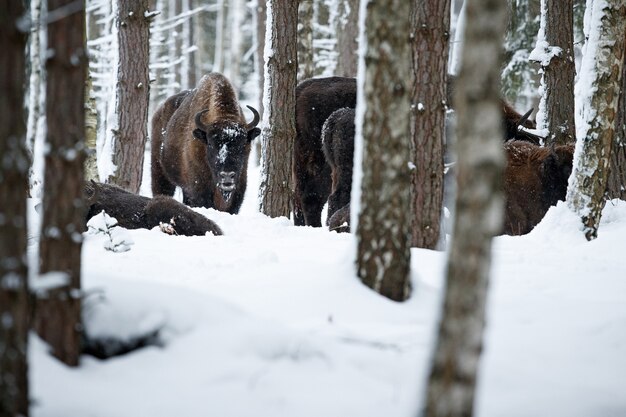 Bisonte europeo en el hermoso bosque blanco durante el invierno Bison bonasus