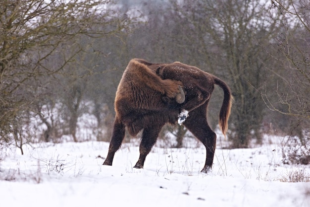 Bisonte europeo en el hermoso bosque blanco durante el invierno Bison bonasus