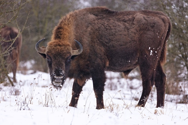 Bisonte europeo en el hermoso bosque blanco durante el invierno Bison bonasus