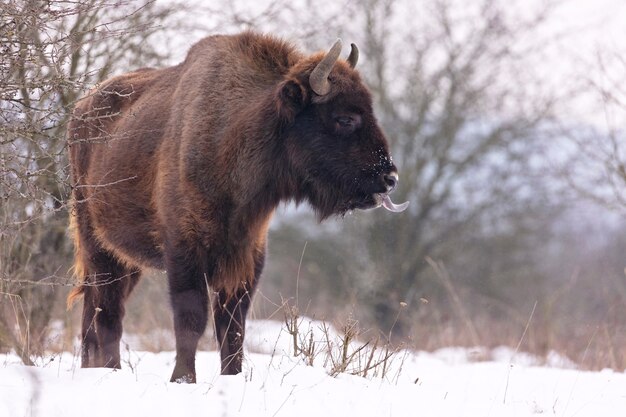 Bisonte europeo en el hermoso bosque blanco durante el invierno Bison bonasus